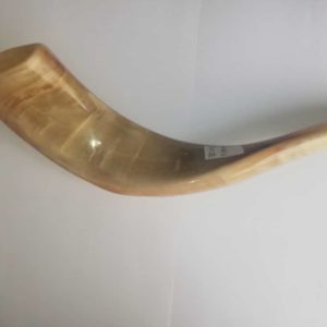 Shofar katán (carnero) 33 Ctms