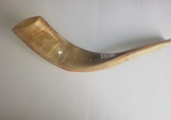Shofar katán (carnero) 33 Ctms