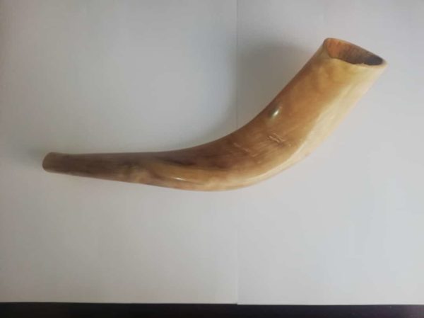 Shofar katán (carnero) 33 Ctms